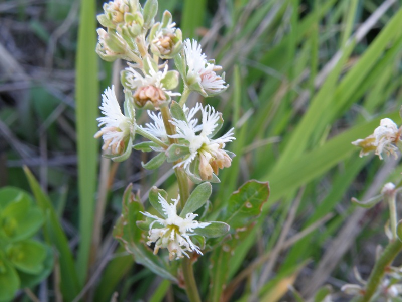 Reseda phyteuma