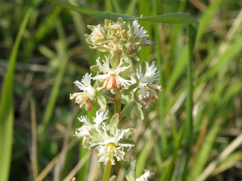 Reseda phyteuma