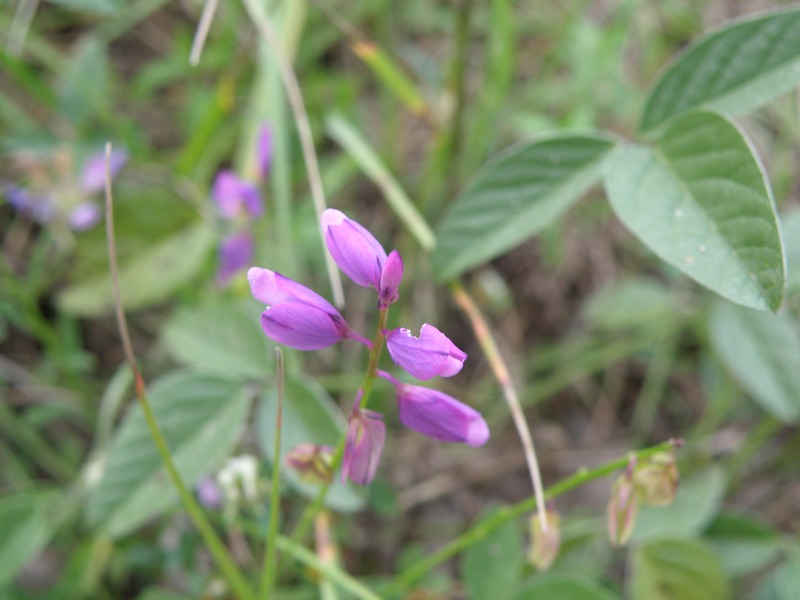 piccolissimi fiori da determinare - Polygala sp.