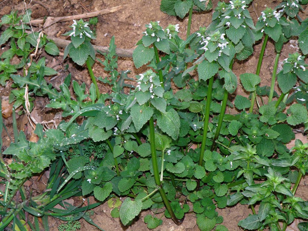 Lamium purpureum