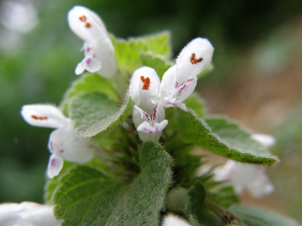 Lamium purpureum