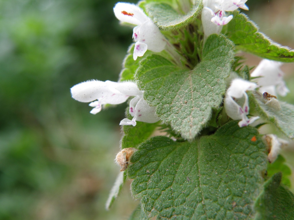 Lamium purpureum