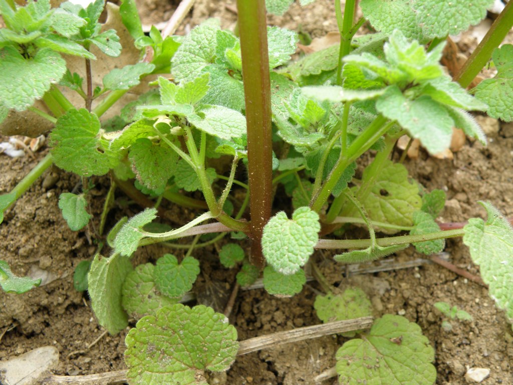 Lamium purpureum