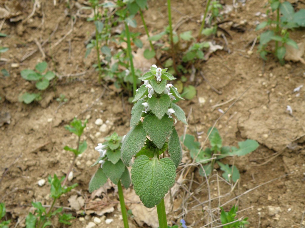 Lamium purpureum