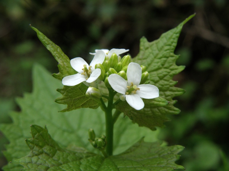 Alliaria petiolata