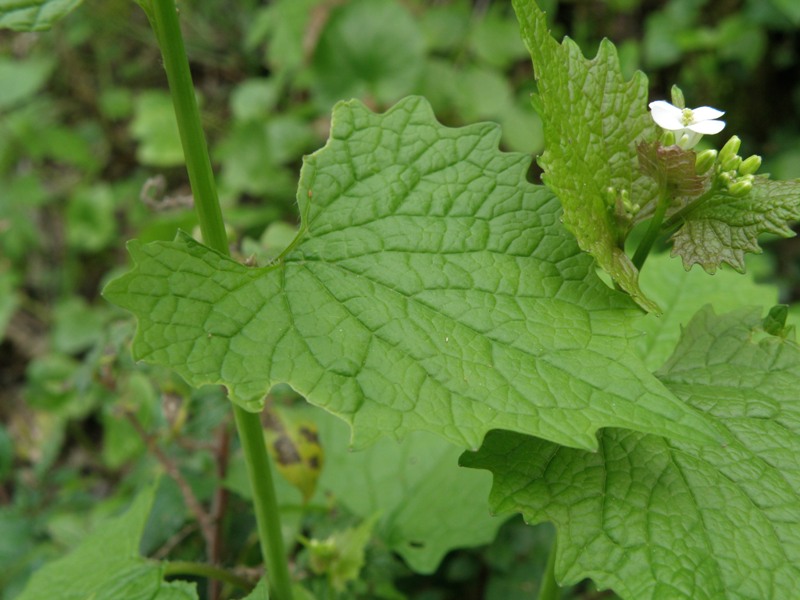 Alliaria petiolata