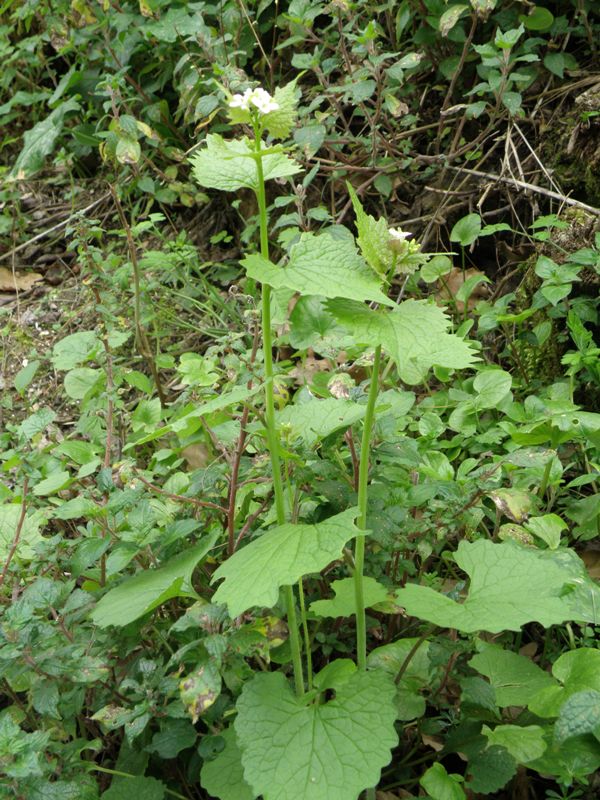 Alliaria petiolata