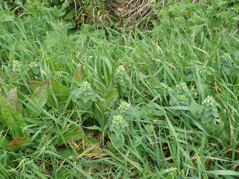 Lamium purpureum, forma alba