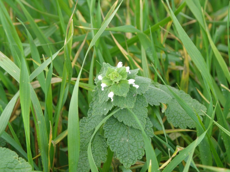 Lamium purpureum, forma alba