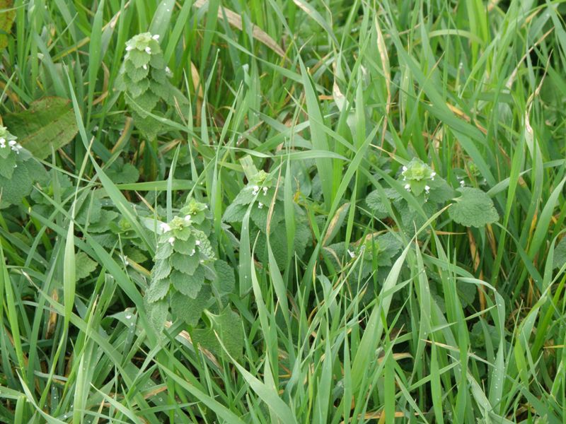 Lamium purpureum, forma alba