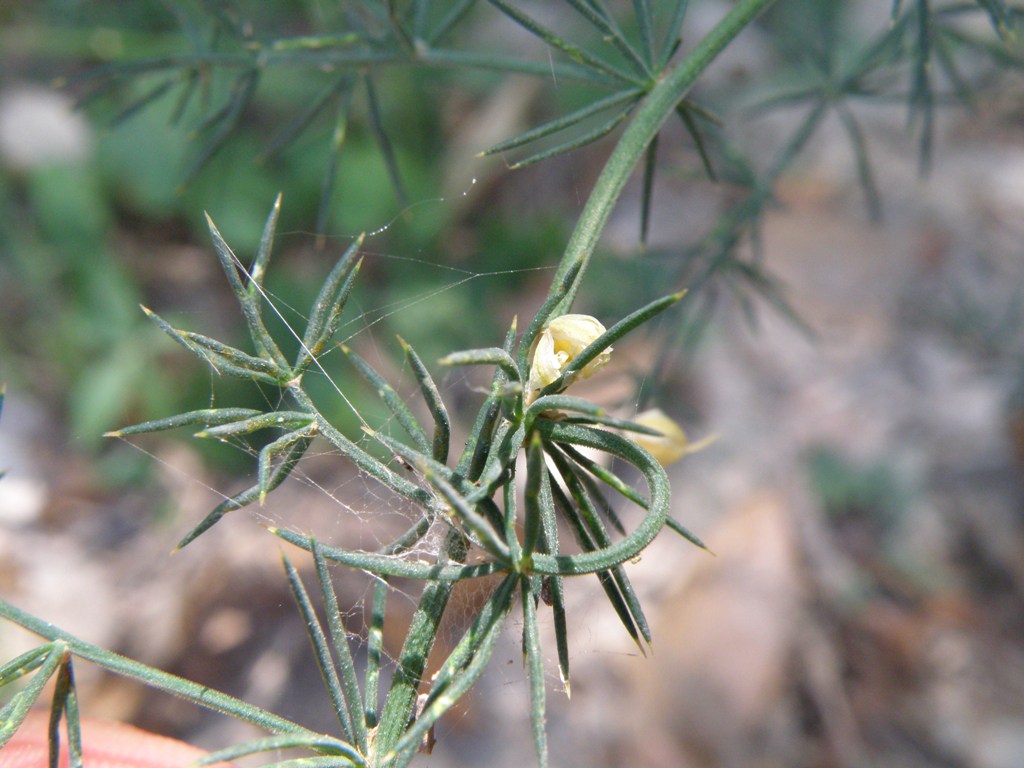 Pianta ''pungente'' - Asparagus acutifolius