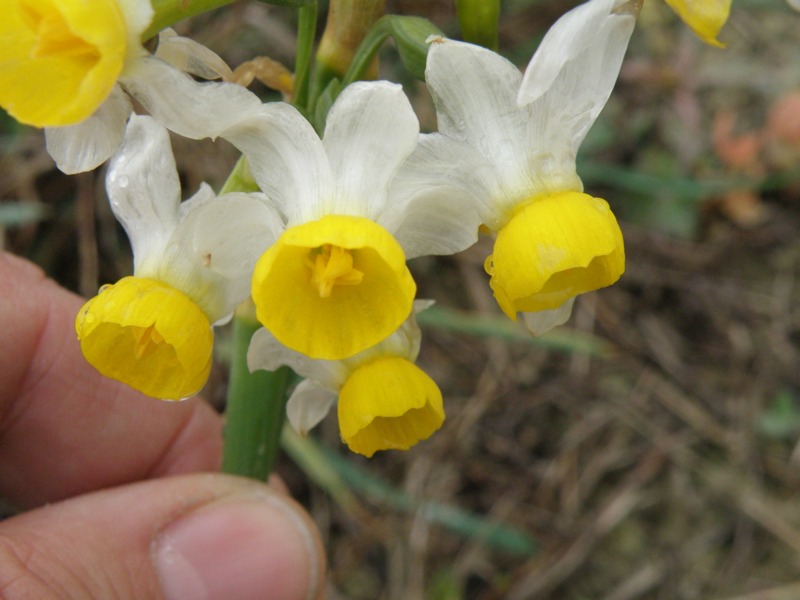 Narcissus tazzetta