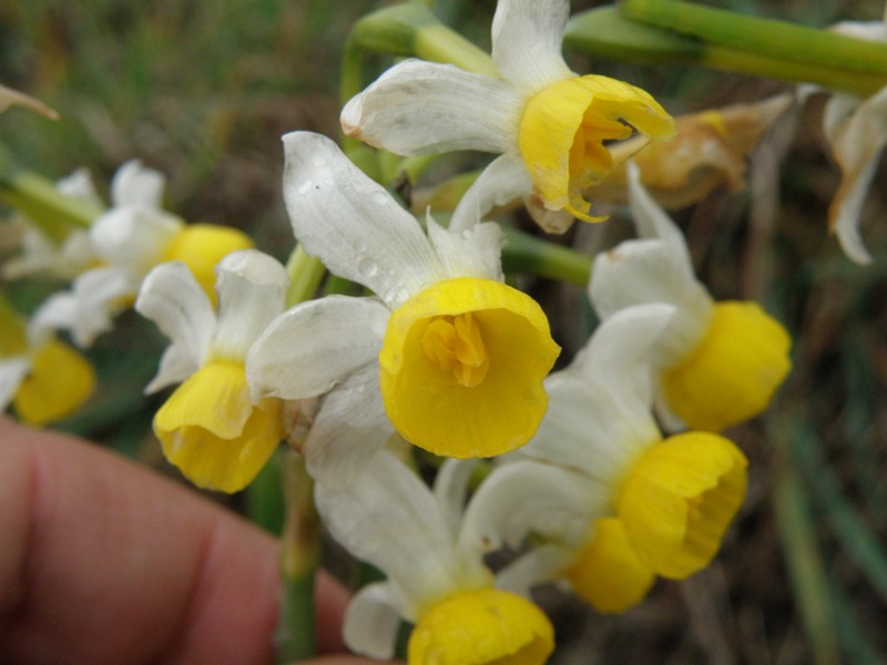 Narcissus tazzetta