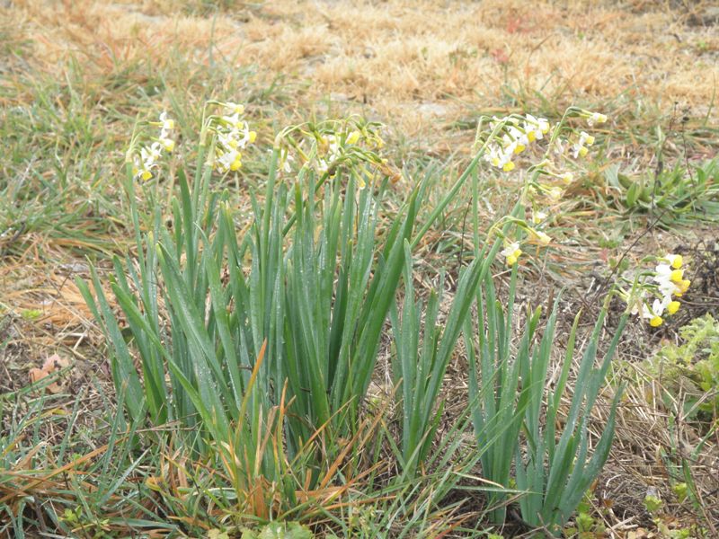 Narcissus tazzetta