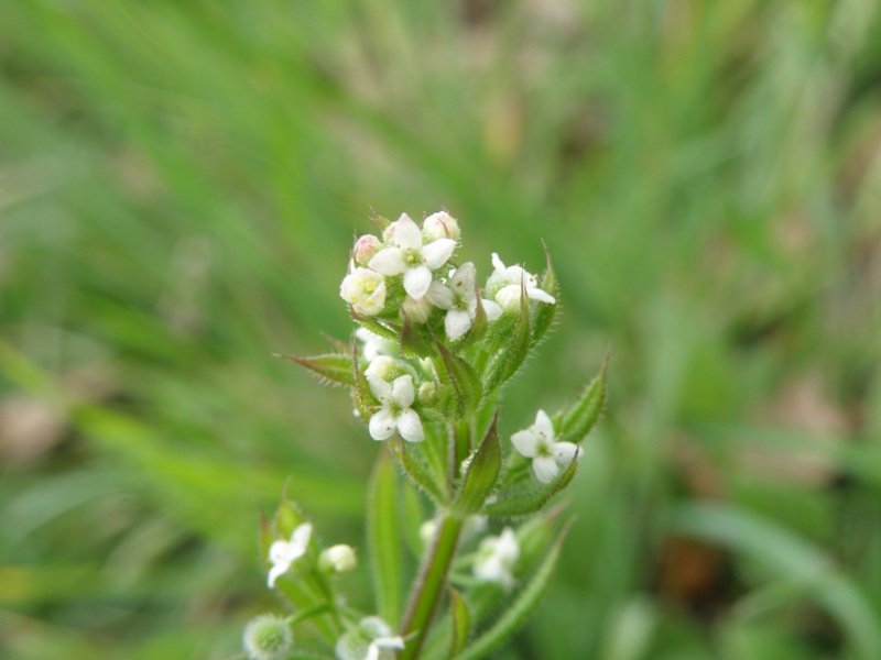 Rubiacea - Galium aparine