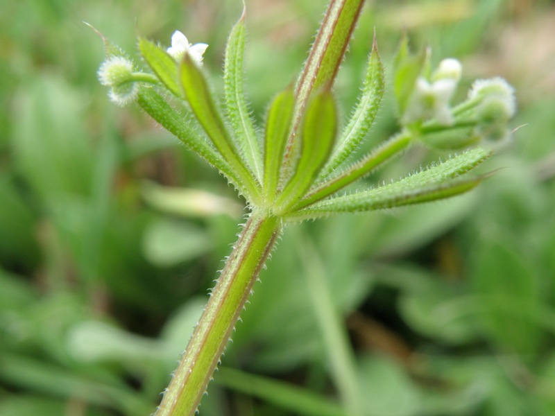 Rubiacea - Galium aparine