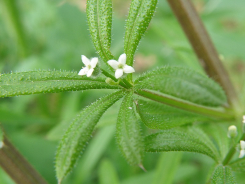 Rubiacea - Galium aparine