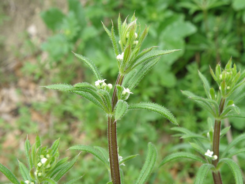 Rubiacea - Galium aparine