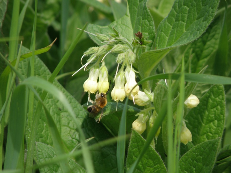 Symphytum tuberosum