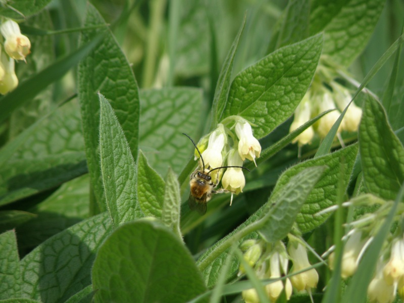 Symphytum tuberosum