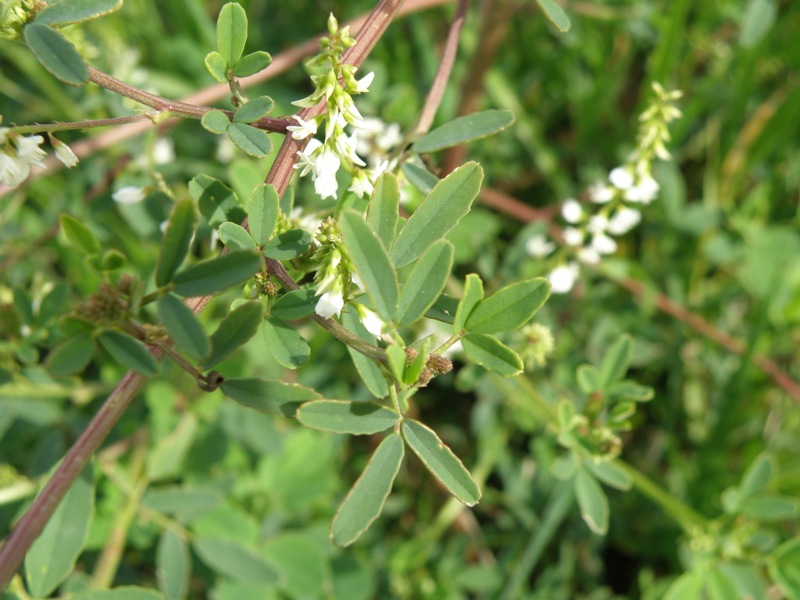 Melilotus alba