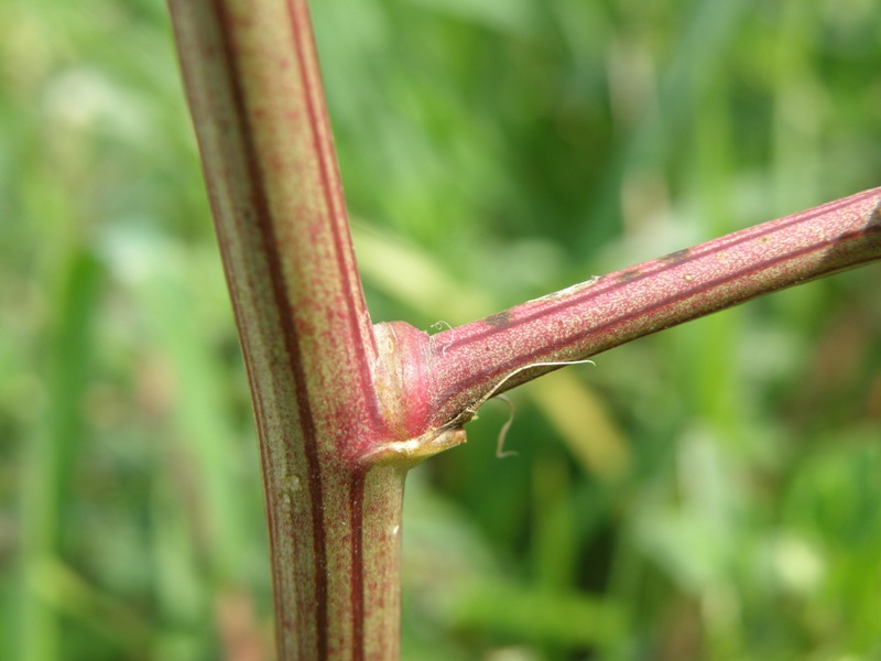 Melilotus alba