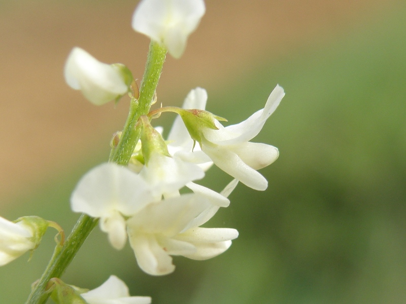 Melilotus alba