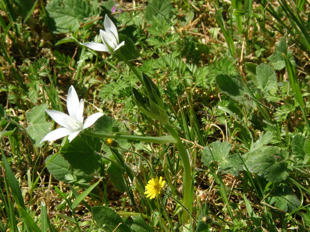 Ornithogalum umbellatum