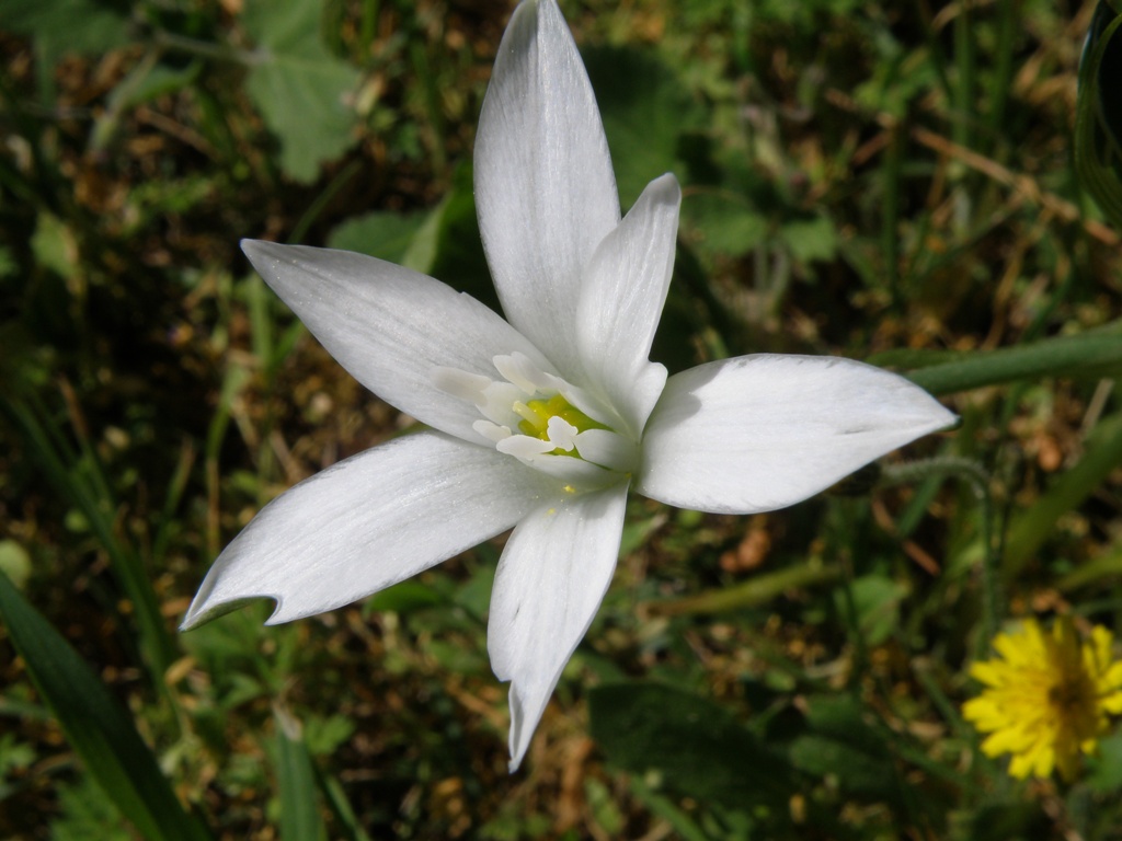 Ornithogalum umbellatum