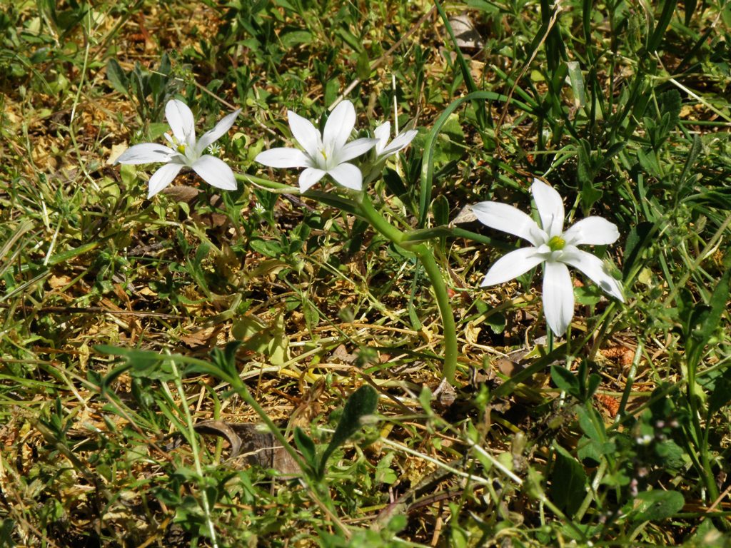 Ornithogalum umbellatum