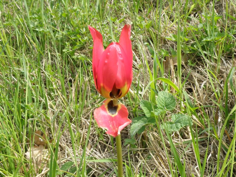 Tulipa agenensis