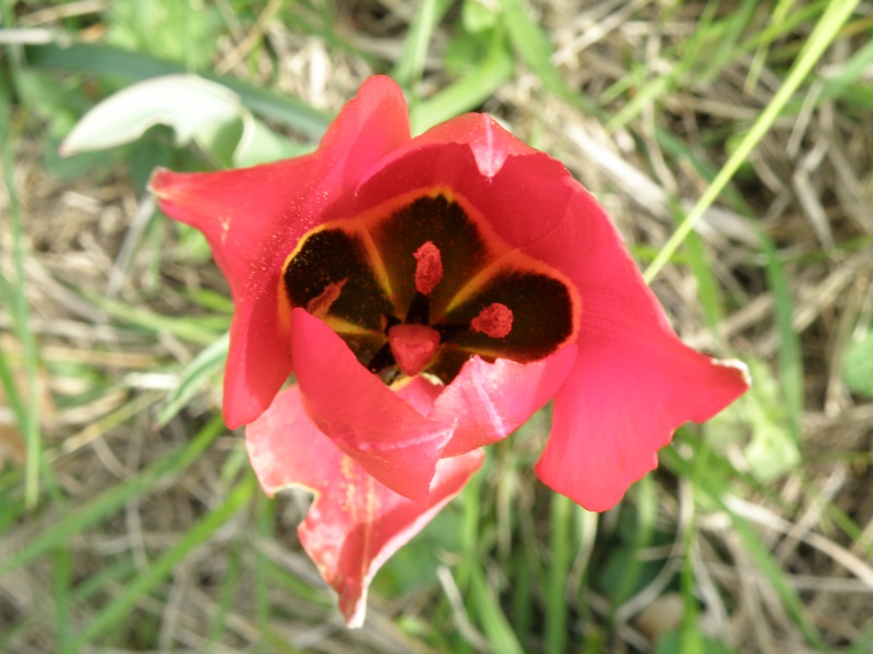 Tulipa agenensis