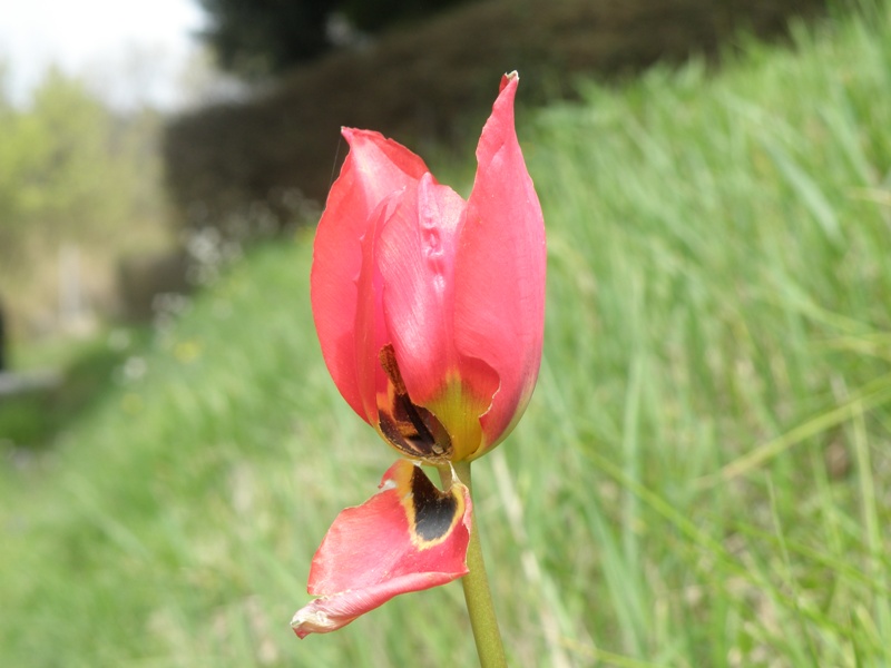 Tulipa agenensis