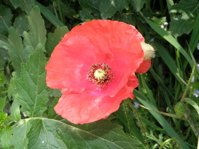 Da determinare - Papaver sp.