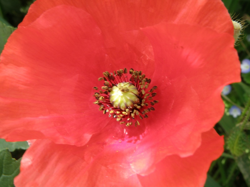 Da determinare - Papaver sp.