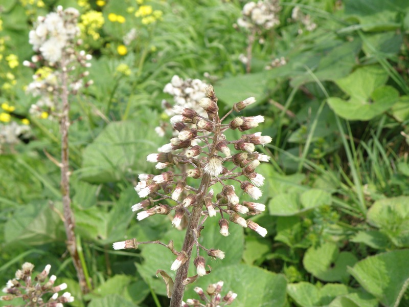 Petasites hybridus / Farfaraccio maggiore