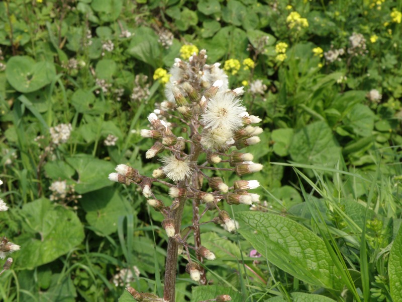 Petasites hybridus / Farfaraccio maggiore