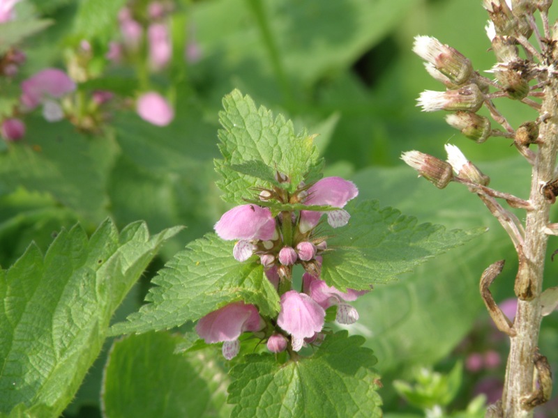 Lamium maculatum