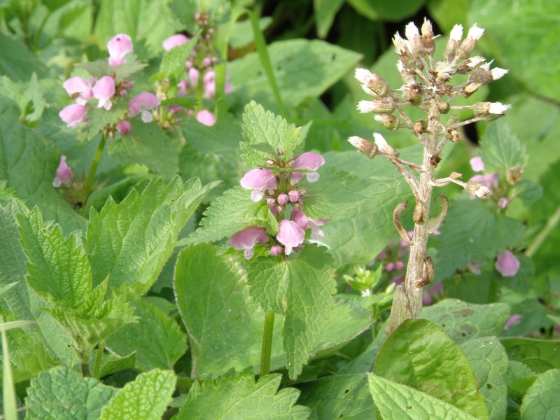 Lamium maculatum