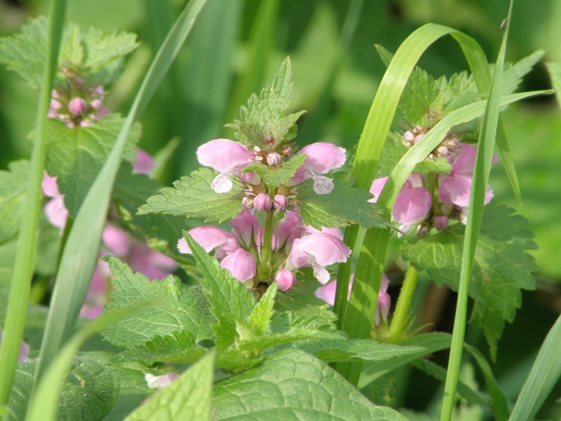 Lamium maculatum