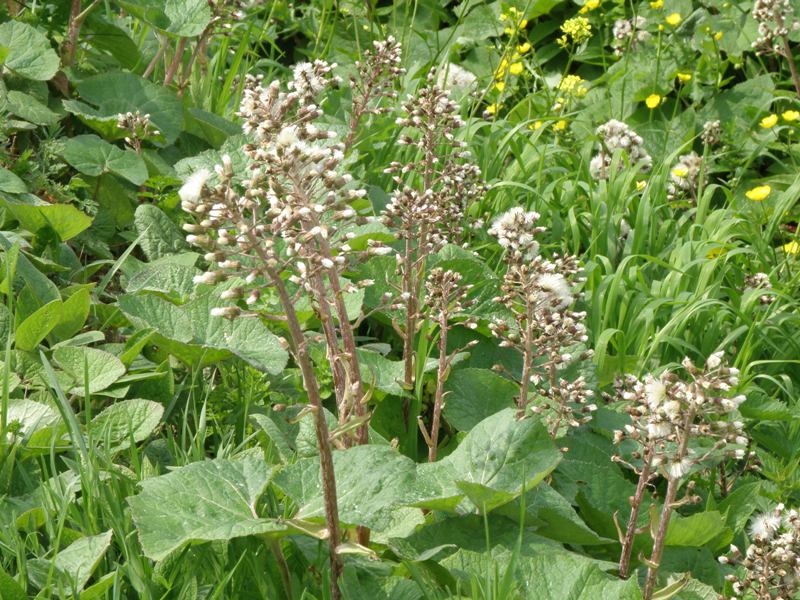 Petasites hybridus / Farfaraccio maggiore