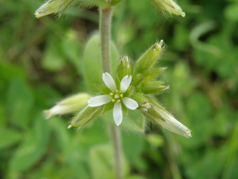 Cerastium glomeratum