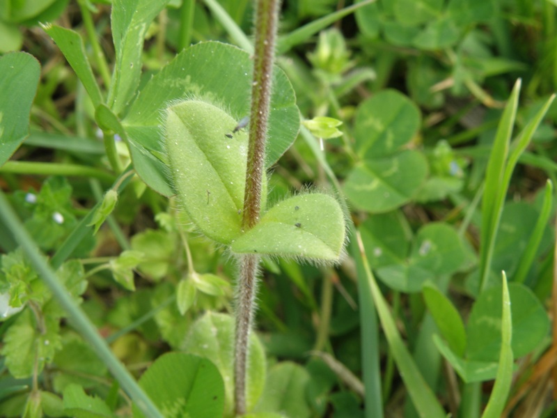 Cerastium glomeratum