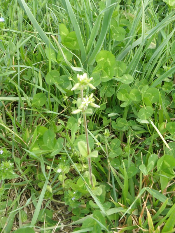 Cerastium glomeratum