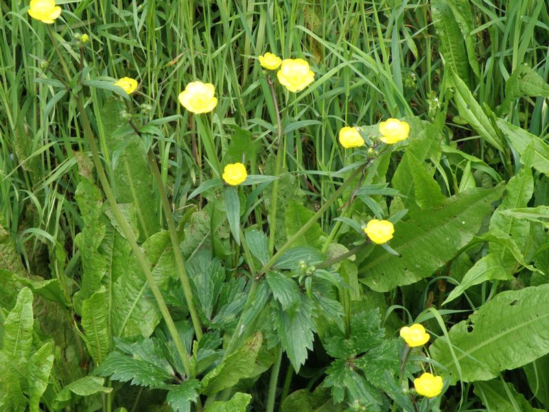 Ranunculus lanuginosus