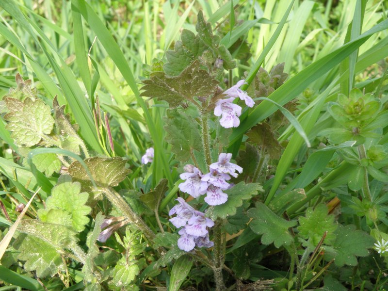 Glechoma hederacea