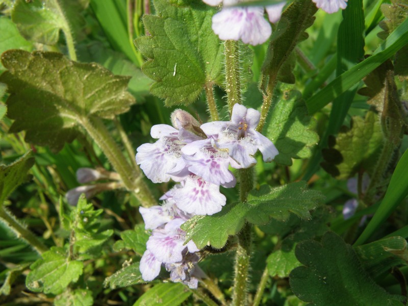 Glechoma hederacea