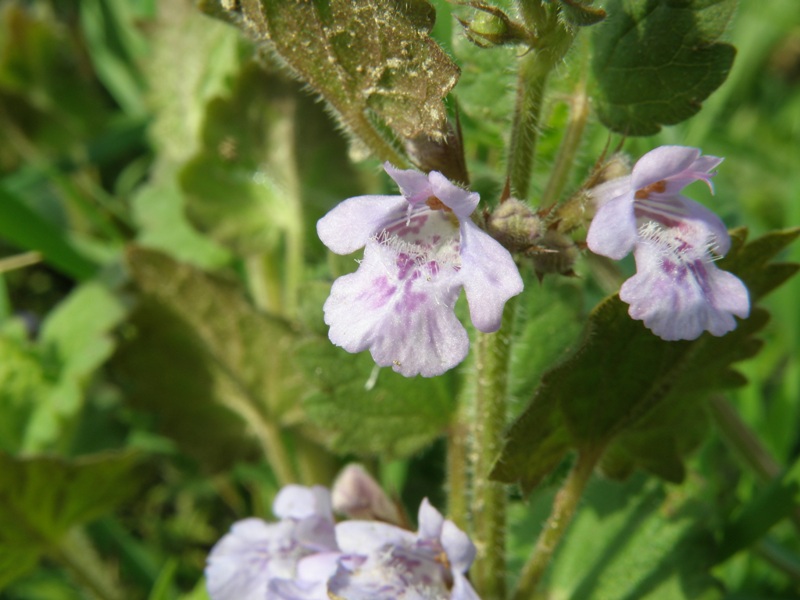 Glechoma hederacea