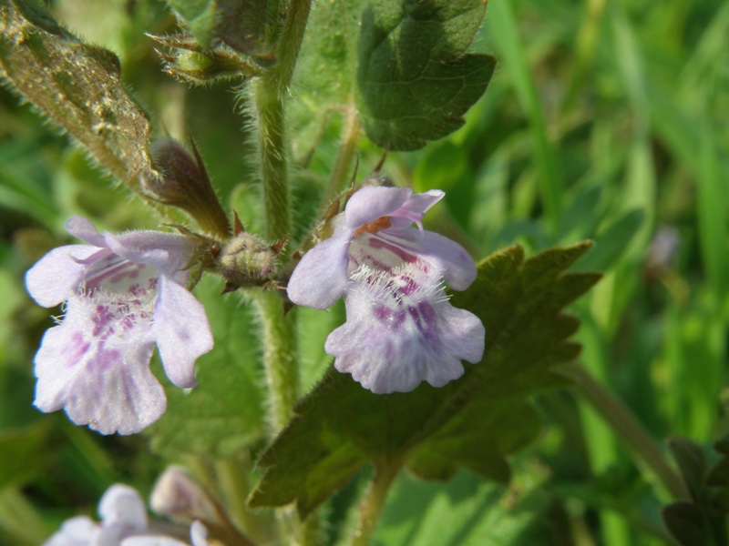 Glechoma hederacea