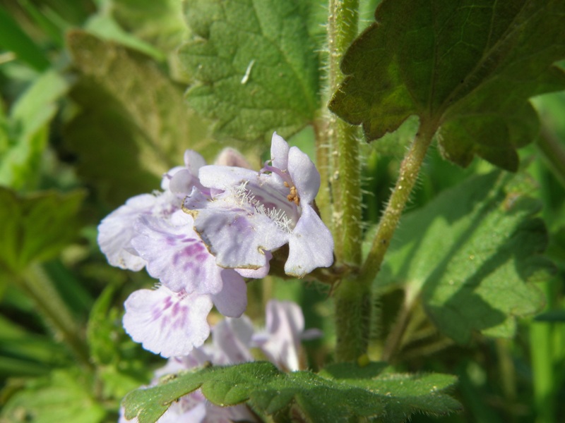 Glechoma hederacea